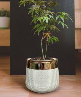 Planter in black and gold